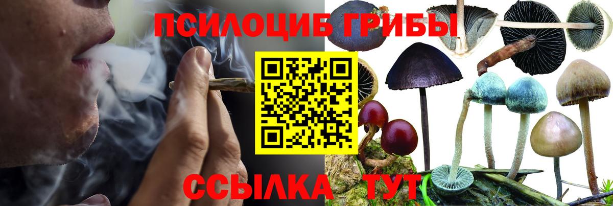 Псилоцибиновые грибы Cubensis  Псилоцибиновые грибы Cubensis  Ставрополь  Вход с VPN 